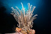 Featherstar in Coral Reef, Comantheria sp , Alam Batu, Bali, Indonesia