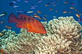 Coral Grouper, Cephalopholis miniata, Namena Marine Reserve, Fiji