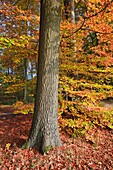 Forest with fallen leaves in autumn