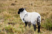 Portrait of a black faced baby sheep in County Galway, Ireland, Europe