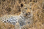 African Leopard (Panthera pardus) in the Kruger National Park, South Africa
