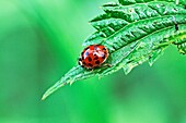 Halequin Ladybrd beetle, Harmonia axyridis var  succinea  Red ladybird beetle with fourteen spots and distince white cheek patches on cement wall  On nettle leaf  The elytra are rather battered  Asian l,adybird beetle comes from China and introduced for c