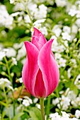 Pink tulip against a background of white forget-me-not