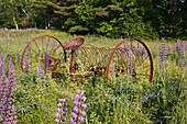 Rusted farm equipment in field during the Lupine Festival in Sugar Hill, New Hampshire USA