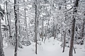 Snow covered forest along the Hancock Loop Trail in the White Mountains, New Hampshire, USA, during the winter months.