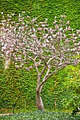 Flowering tree in front of ivy covered wall