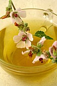 Marshmallow infusion Althaea officinalis