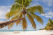 america, caribbean sea, hispaniola island, dominican republic, saona island, sea and beach with palms