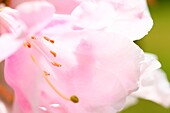 Atemberaubend schöne Blush Pink Rhododendron Blüte