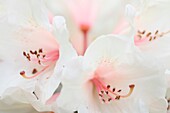 Atemberaubend schöne Blush Pink Rhododendron Knospe und weiße Blüten