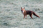 European Red Fox Vulpes vulpes, on hay meadow, Germany