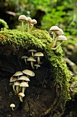 Hifoloma mushrooms Hypholoma capnoides  Saja-Besaya Natural Park  Cantabria, Spain, Europe