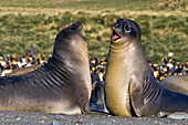 Male southern elephant seal Mirounga leonina pups mock fighting on South Georgia Island in the Southern Ocean  MORE INFO The southern elephant seal is not only the most massive pinniped but also the largest member of the order Carnivora to ever live  The 
