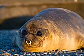 Southern elephant seal Mirounga leonina pup often called weaners once their mothers stop nursing them on South Georgia Island in the Southern Ocean  MORE INFO The southern elephant seal is not only the most massive pinniped but also the largest member of 
