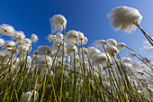 Arctic cotton grass, Eriophorum scheuchzeri, flowering in Sisimiut, Greenland.