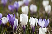 Frühlingskrokus Crocus vernus ist ein Frühlingsbote im Hochgebirge der Alpen Er bildet oft Blumenwiesen rund um die Bergalmen der heimischen Bauern Europa, Mitteleuropa, Ostalpen, Südtirol, Italien, Mai 2010