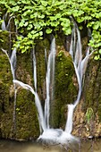 The Plitvice Lakes in the National Park Plitvicka Jezera in Croatia  The upper lakes, waterfalls with butterbur in spring  The Plitvice Lakes are a string of lakes connected by waterfalls  They are in a valley, which becomes a canyon in the lower parts of