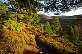 Scotland, Scottish Highlands, Cairngorms National Park  Hiking trial running alongside a plantation of Scots Pines in the Glenmore Forest Park