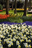 Garden view of colorfull Keukenhof tulip flower park in the Netherlands