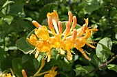 A close up of a yellow Honeysuckle lonicera flower