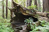 large trunk of fallen Coastal Redwood tree - Sequoia sempervirens, Humboldt Redwoods state park, California