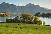 Cows graze in pasture above Forggensee, Allagäu, Bavaria, Germanz.