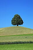 Single tree on a hill, Switzerland, Canton Berne, Emmental