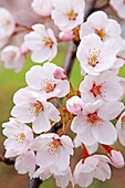 Kirschblüten, Fukushima, Japan