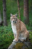 Eurasian Lynx Lynx lynx sitting on rock in forest, Finland