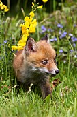 RED FOX vulpes vulpes, CUB WITH FLOWERS, NORMANDY