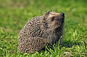 European Hedgehog, erinaceus europaeus, Female smelling, Normandy in France