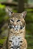 Portrait of European Lynx, felis lynx.