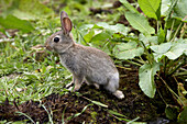 Young European Rabbit, oryctolagus cuniculus, Normandy.