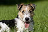 Wire-Haired Fox Terrier, Pup laying on Grass, with Tongue out.