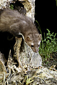 Stone Marten or Beech Marten, martes foina, standing on Stump.