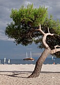 Tree at Croatias most famous beach The Golden Horn Zlatni Rat near Bol on the Island of Brac