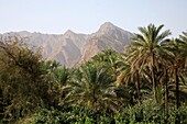 Oman, Al-Batinah, Nakhal, oasis, palms, Hajar Mountains.