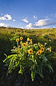 Balsamroot blooming at Coffee Pot Lake in the Channeled Scablands of eastern Washington.