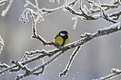 Great tit, Parus major, sitting in frosty tree.