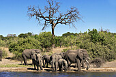 Eine Gruppe Elefanten an einer Wasserstelle, Afrika