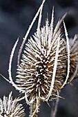 Teasel with ice (Dipsacus sp., fam. Dipsacaceae). Osseja, Languedoc-Roussillon, Pyrenees Orientales, France