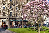 Blooming magnolia and cafe terrace, Strasbourg, Alsace, France