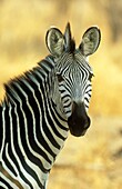 Burchells Zebra Equus quagga burchelli  Etosha National Park, Namibia