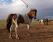Mongolian horse, Gorkhi-Terelj National Park, Toev, Mongolia