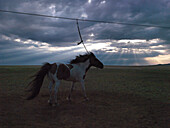 Mongolisches Pferd, Gorchi-Tereldsch-Nationalpark, Töw, Mongolei
