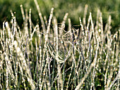 Grashalme und Spinnennetz mit Tautropfen, Rimsting, Chiemsee, Bayern, Deutschland