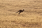 Jumping kangaroo, Torquay, Victoria, Australia
