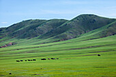 Herd of horses in tundra scenery, Darkhan, Mongolia