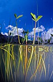 Freshwater plant, Bogbean (Menyanthes trifoliata), Lago de Cerveriz lake, Lagos de Somiedo, Asturias, Spain