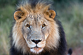 Close-up of Male lion (Panthera leo)